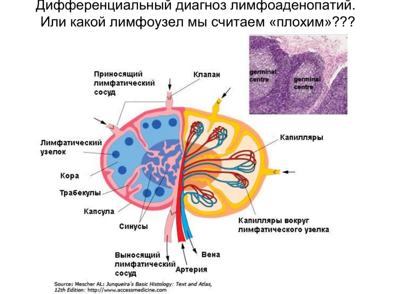 Изучите строение лимфатического узла сделайте обозначение к рисунку